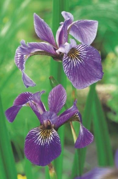 Verschiedenfarbige Schwertlilie