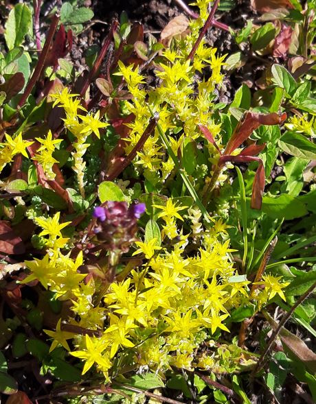 Scharfer Mauerpfeffer