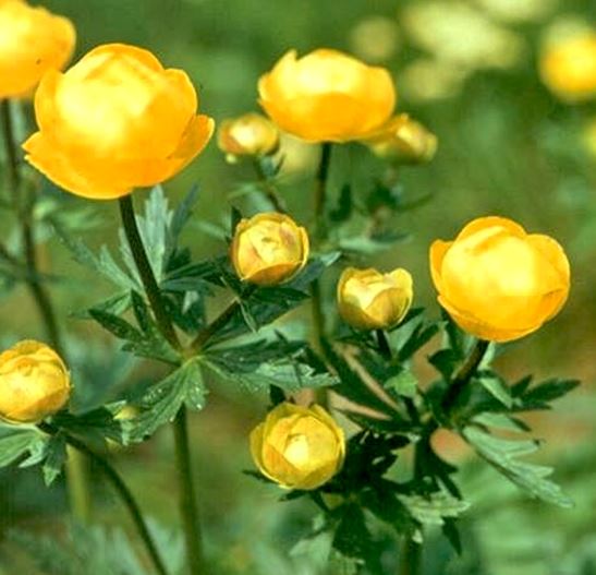 Trollblume