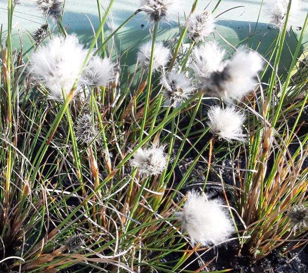 Schmalblättriges Wollgras