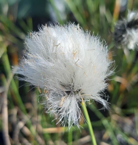Schmalblättriges Wollgras