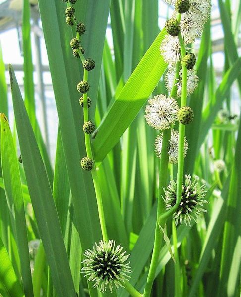 Einfacher Igelkolben