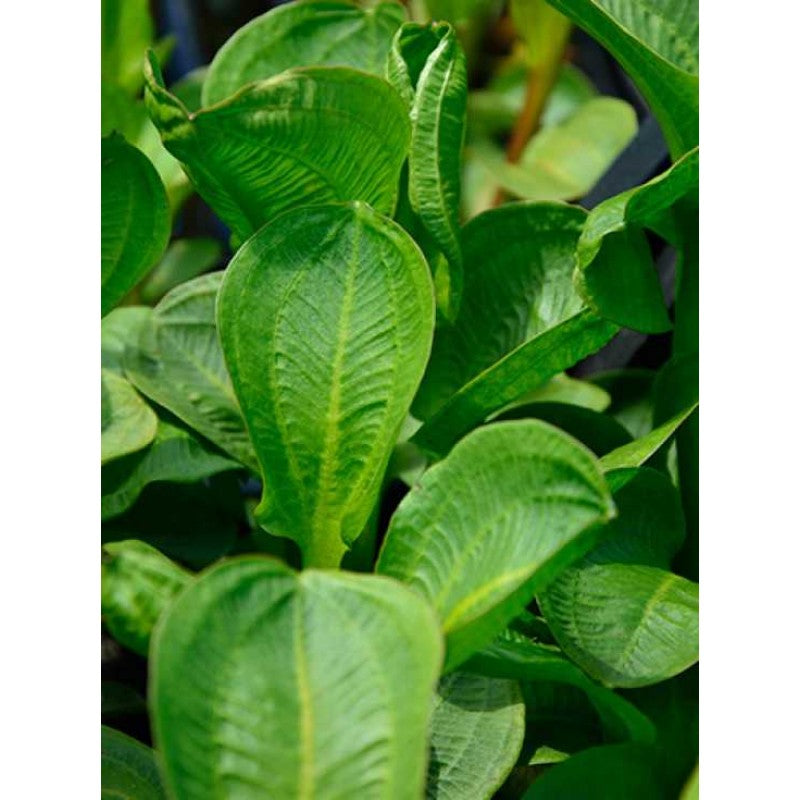 Rundblättriger Froschlöffel