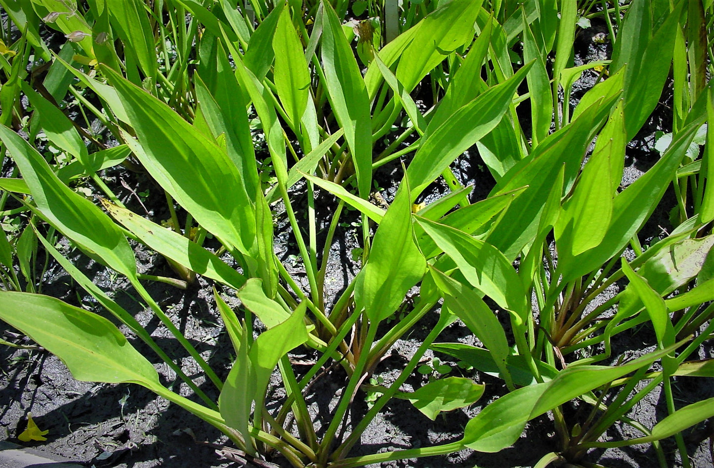 Lanzettblättriger Froschlöffel