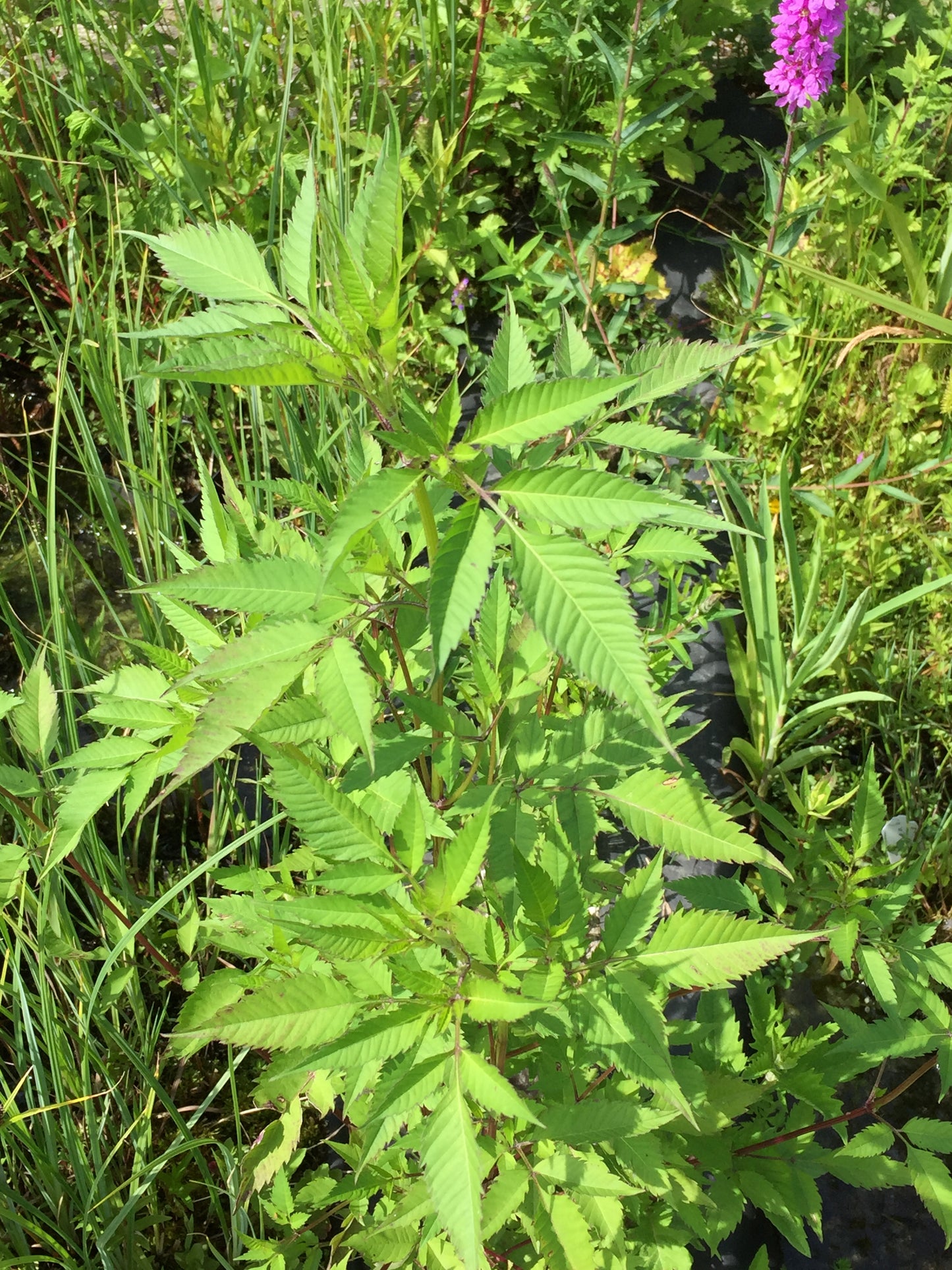 Dreiteilige Zweizahn