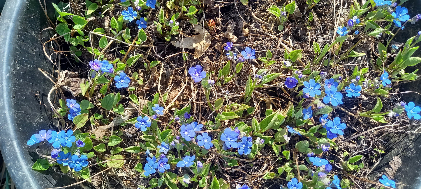 Sumpfvergissmeinnicht