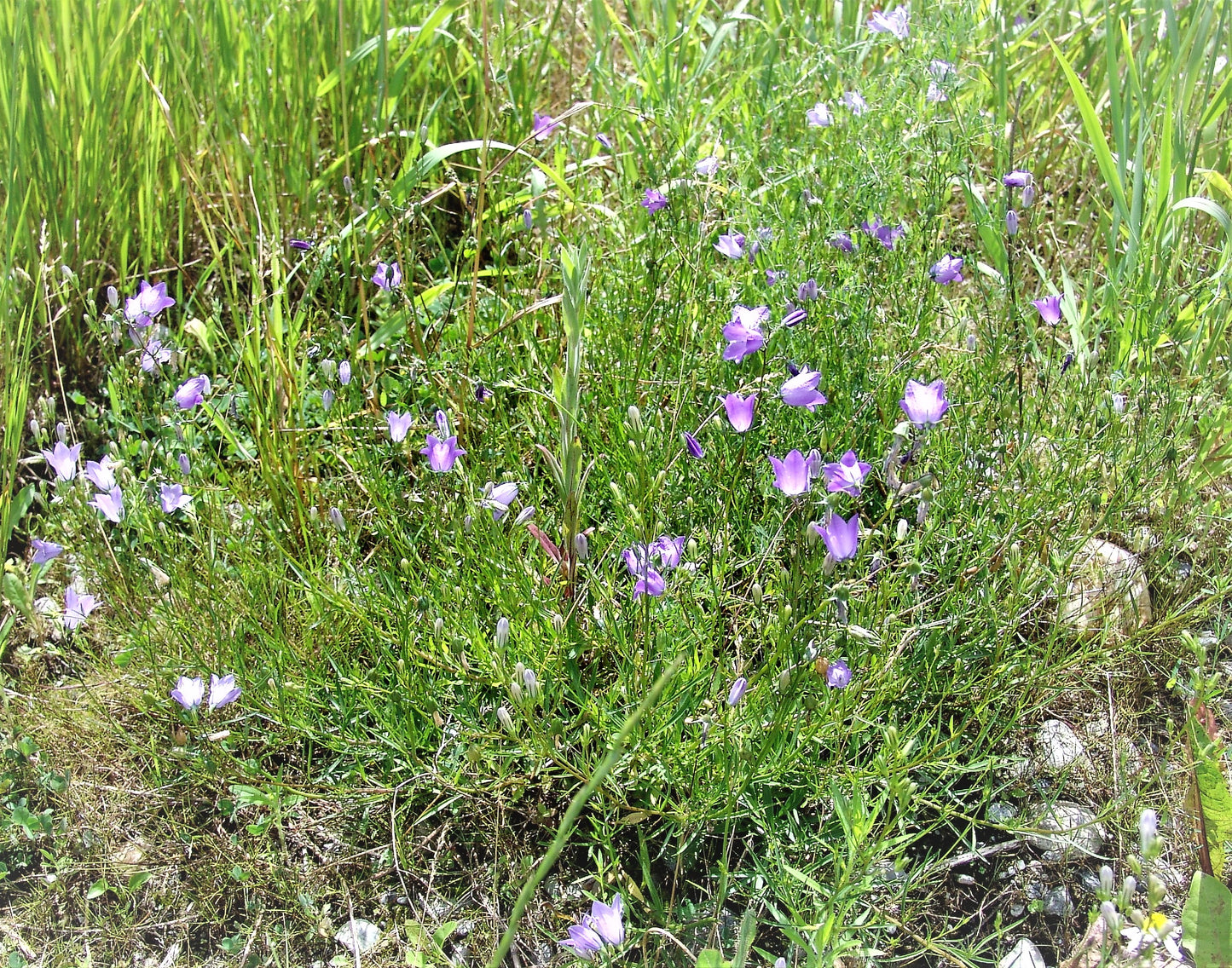 Rundblättrige Glockenblume