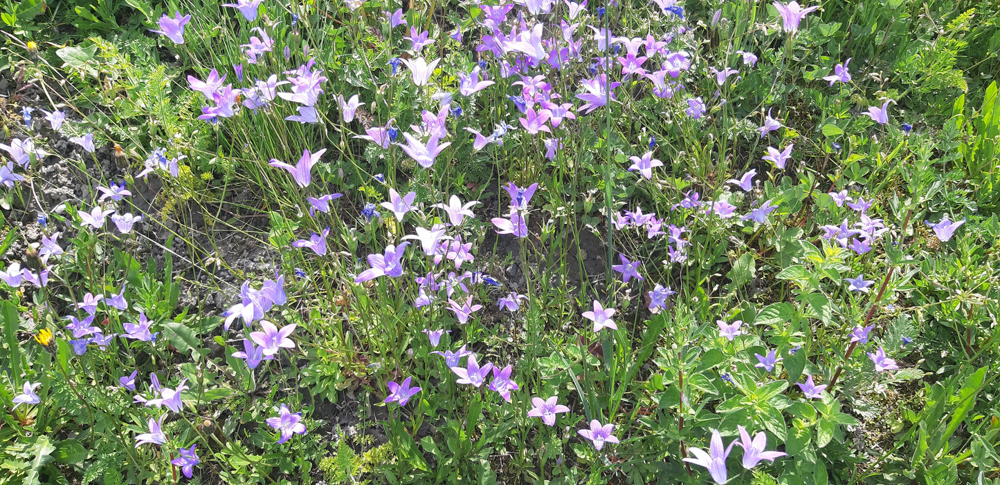 Rundblättrige Glockenblume