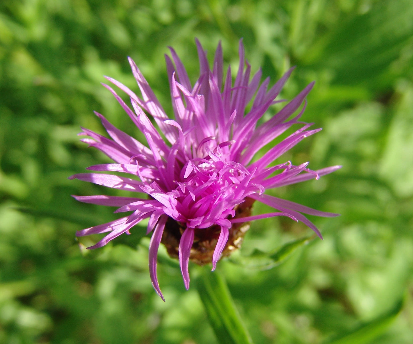 Schmalblättrige Wiesen-Flockenblume