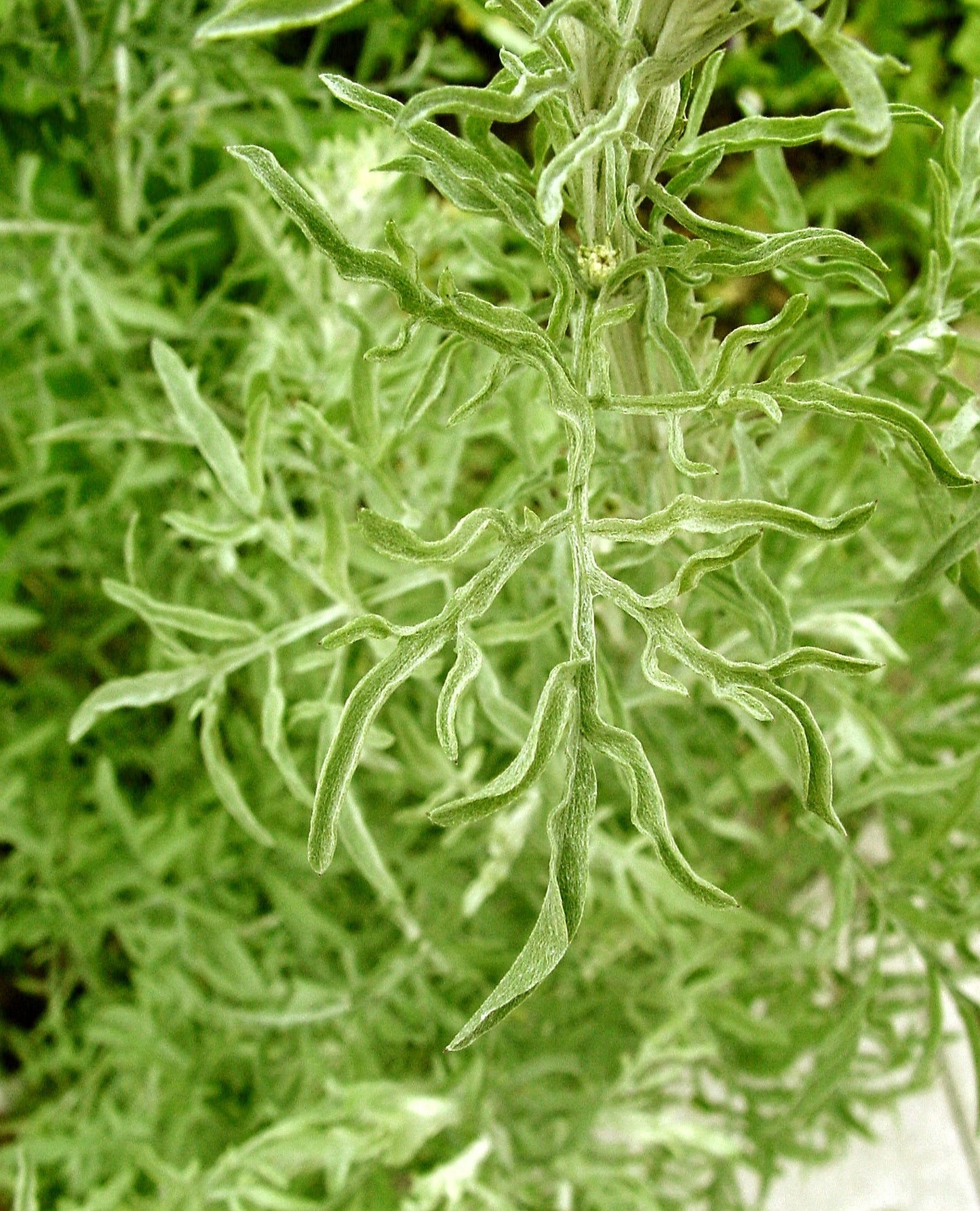 Schmalblättrige Wiesen-Flockenblume