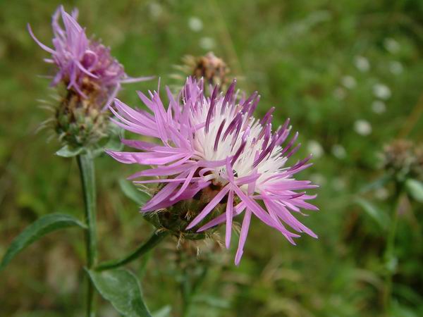 Schmalblättrige Wiesen-Flockenblume