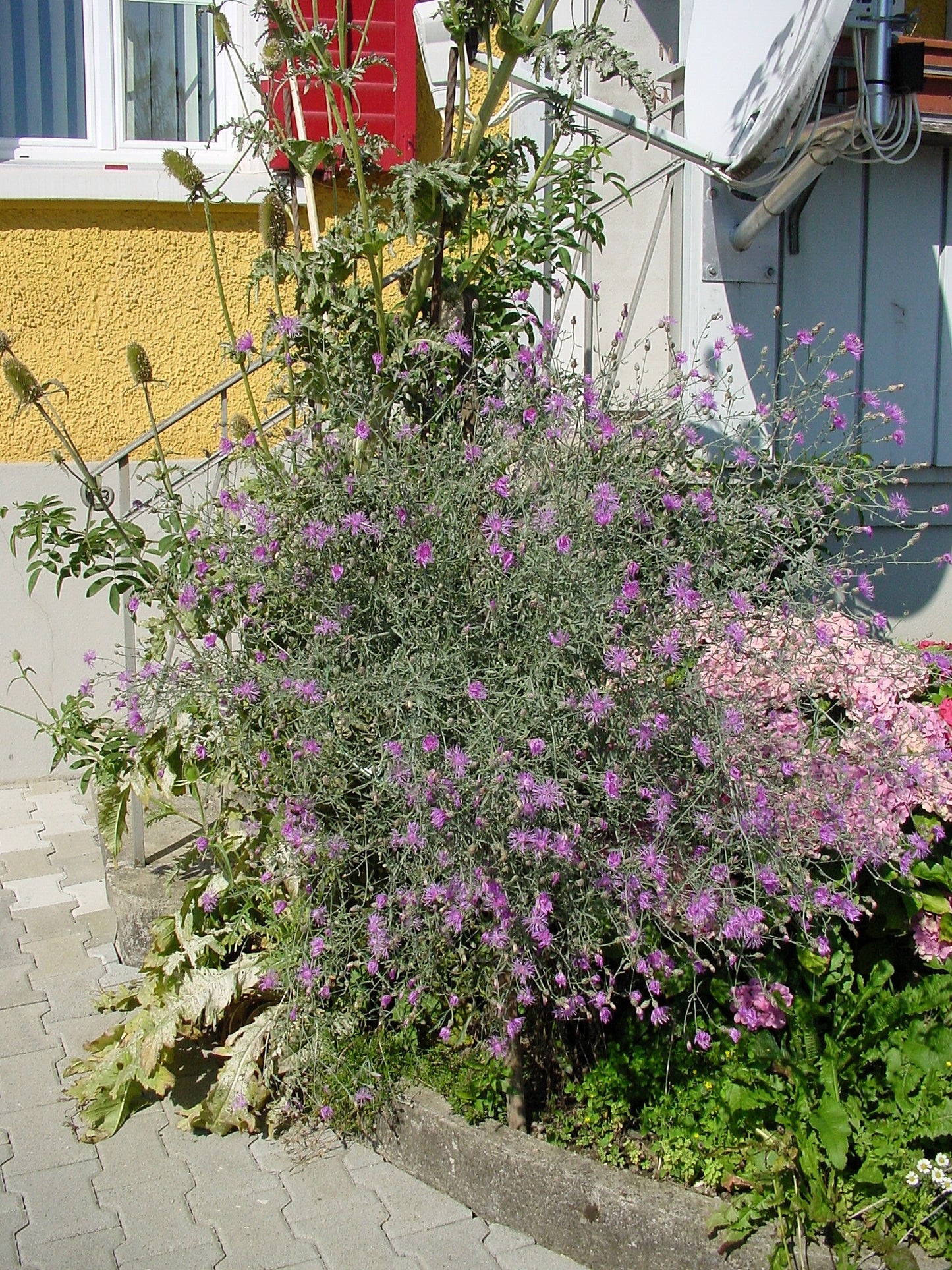 Schmalblättrige Wiesen-Flockenblume