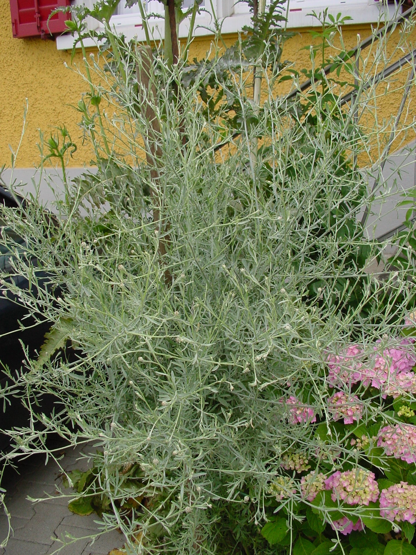 Schmalblättrige Wiesen-Flockenblume