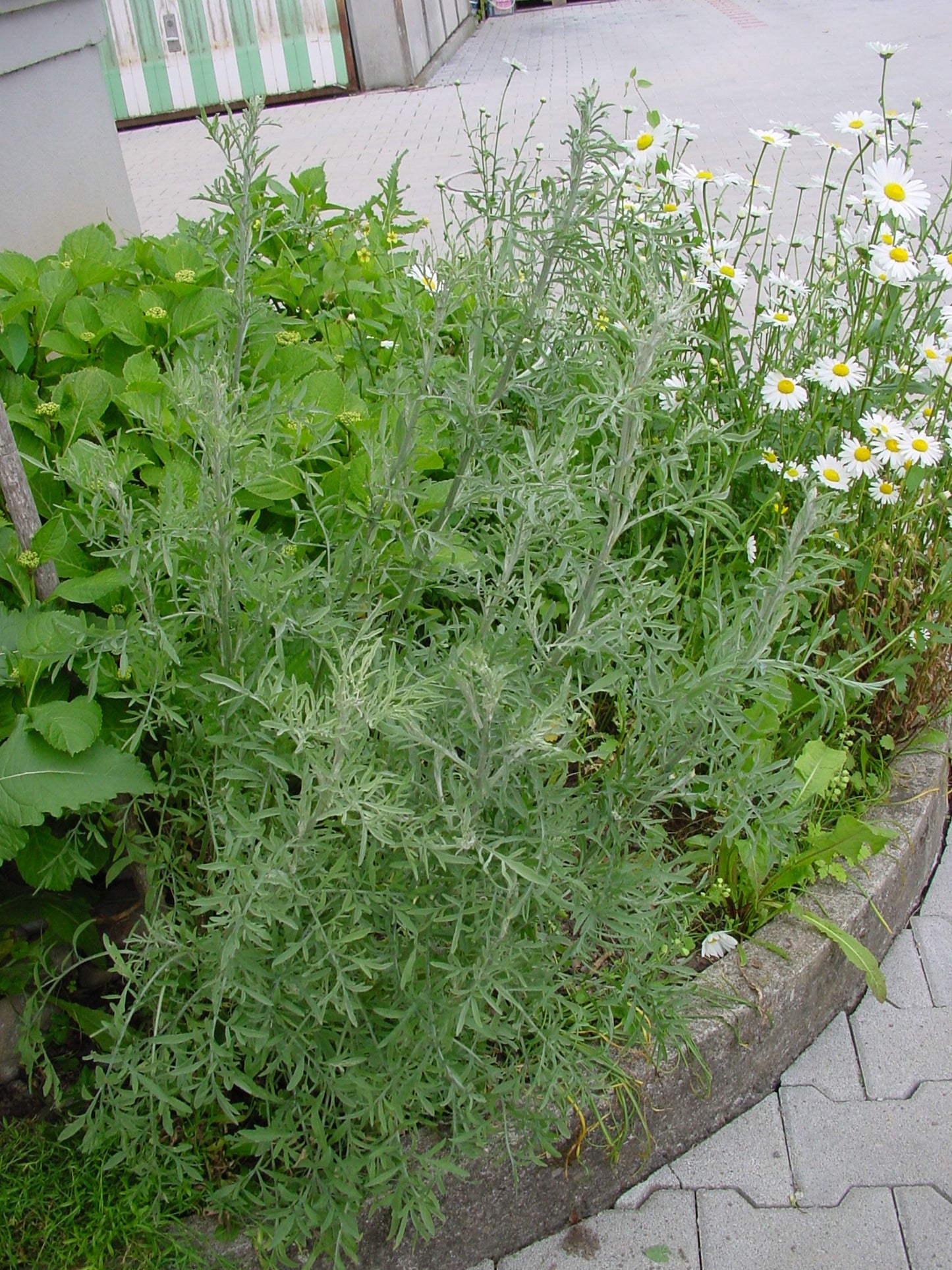 Schmalblättrige Wiesen-Flockenblume