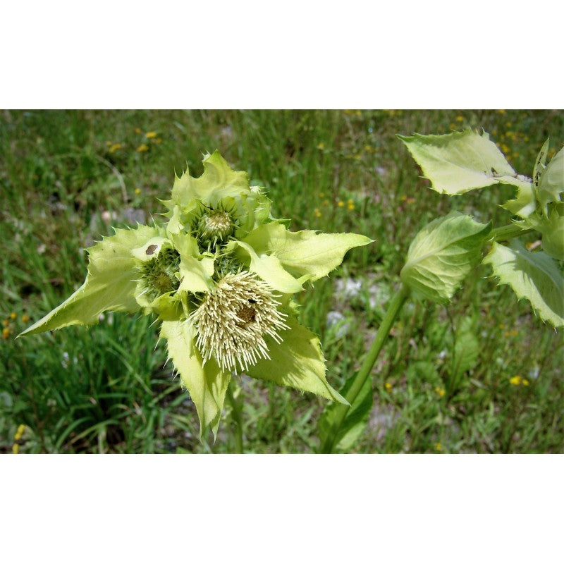 Kohldistel