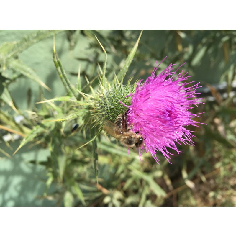 Gemeine Kratzdistel