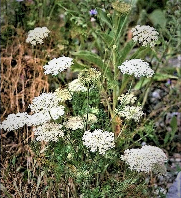 Wilde Möhre