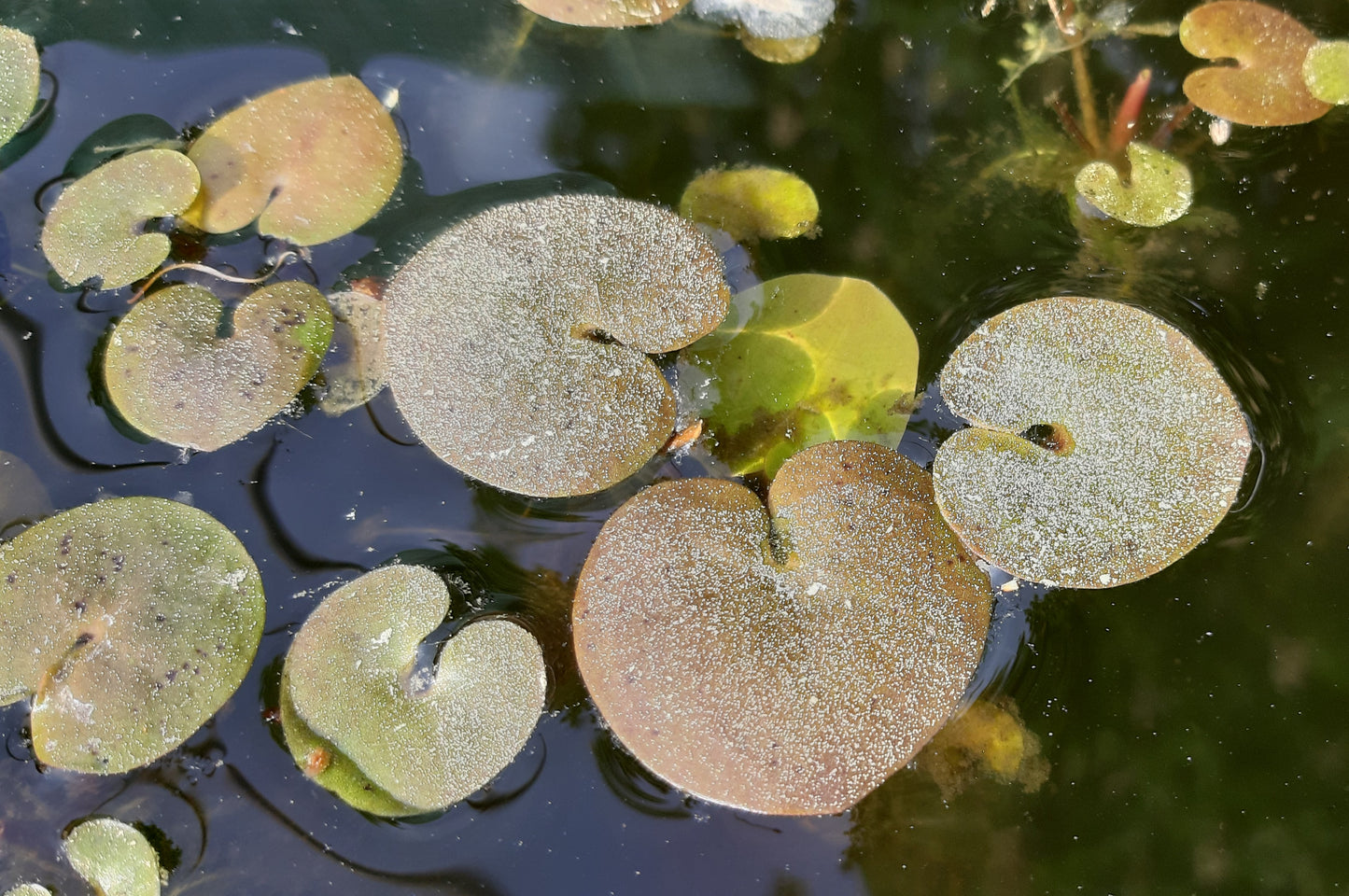 Froschbiss