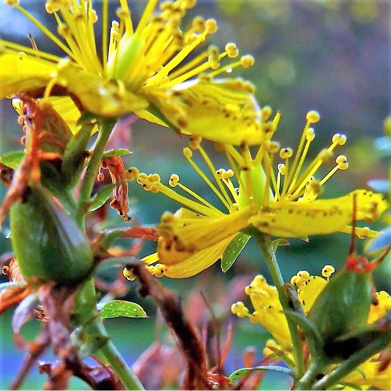 Behaartes Johanniskraut