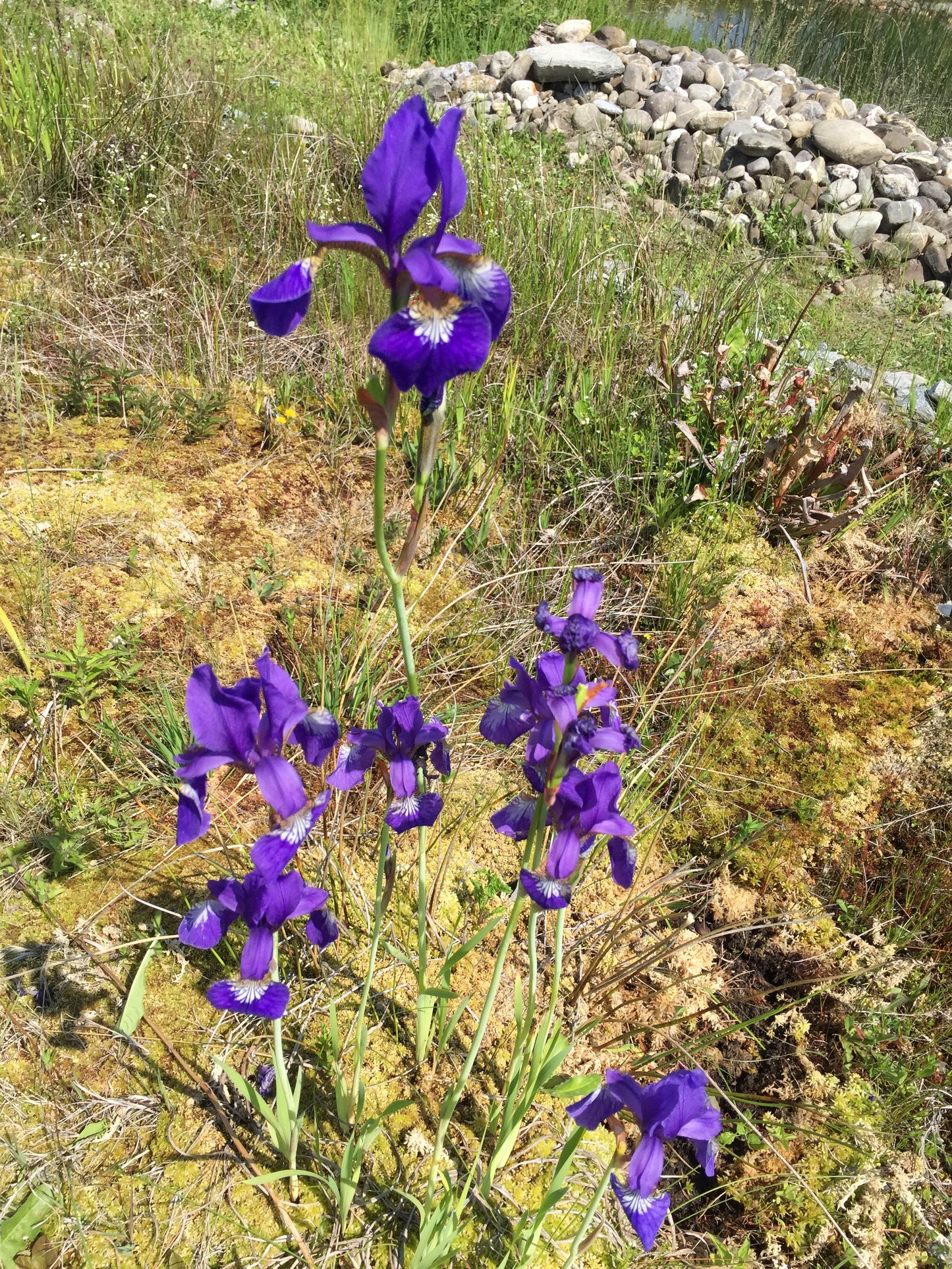 Sibirische Schwertlilie