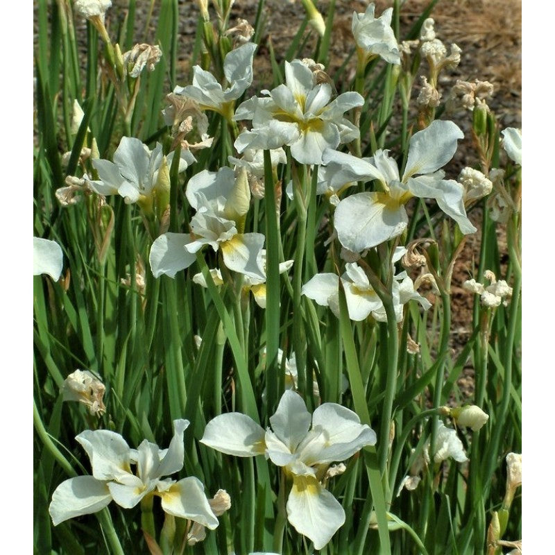 Sibirische Schwertlilie weiss