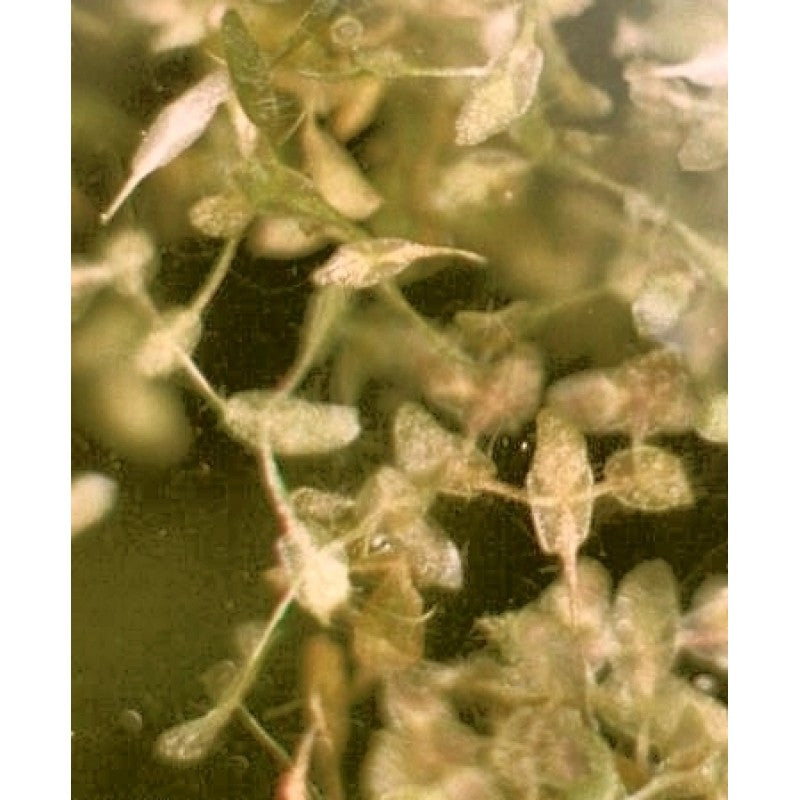 Dreifurchige Wasserlinse