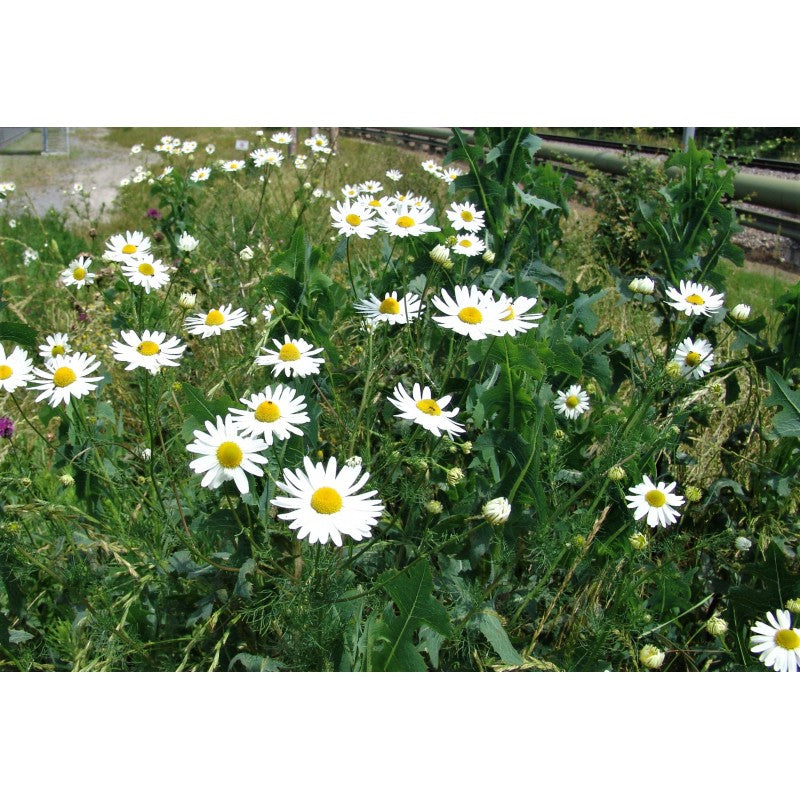 Gemeine Margerite