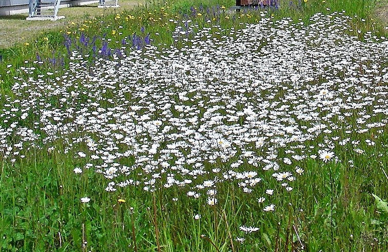 Gemeine Margerite
