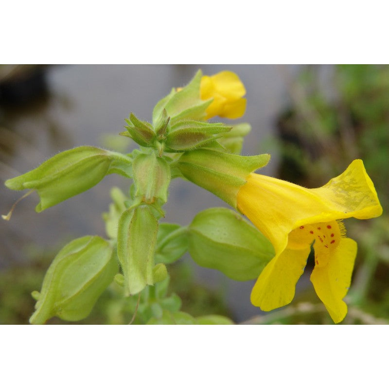 Gefleckte Gauklerblume