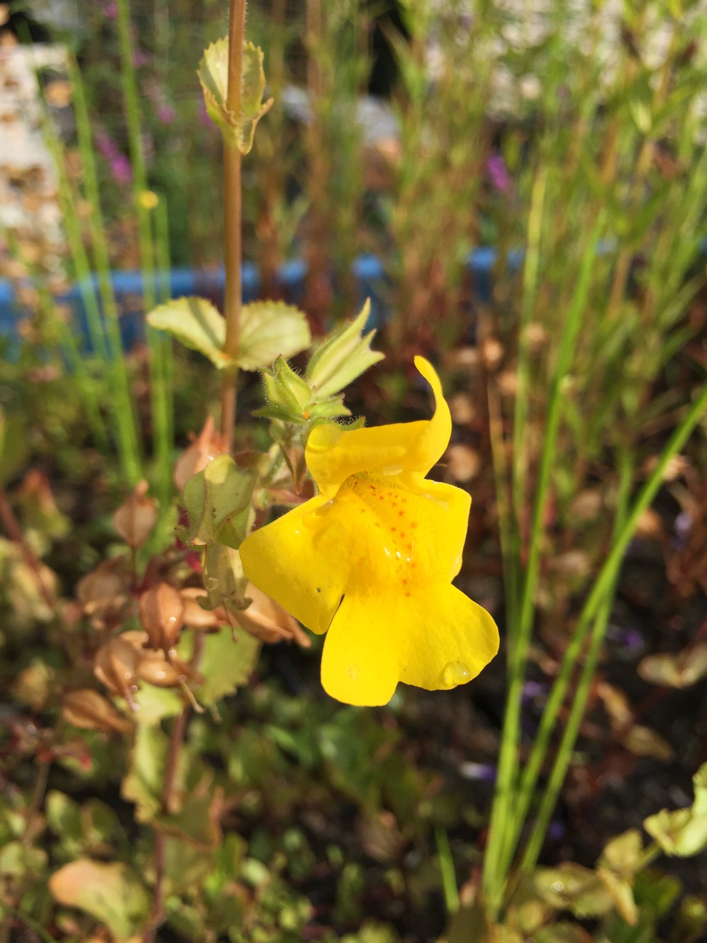 Gefleckte Gauklerblume