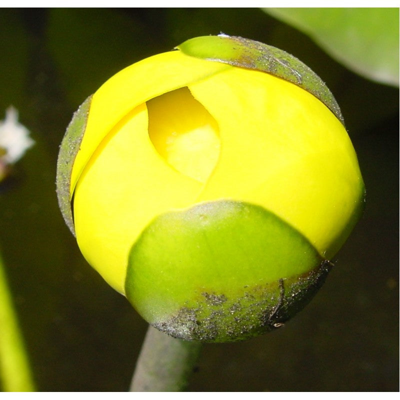 Gelbe Teichrose