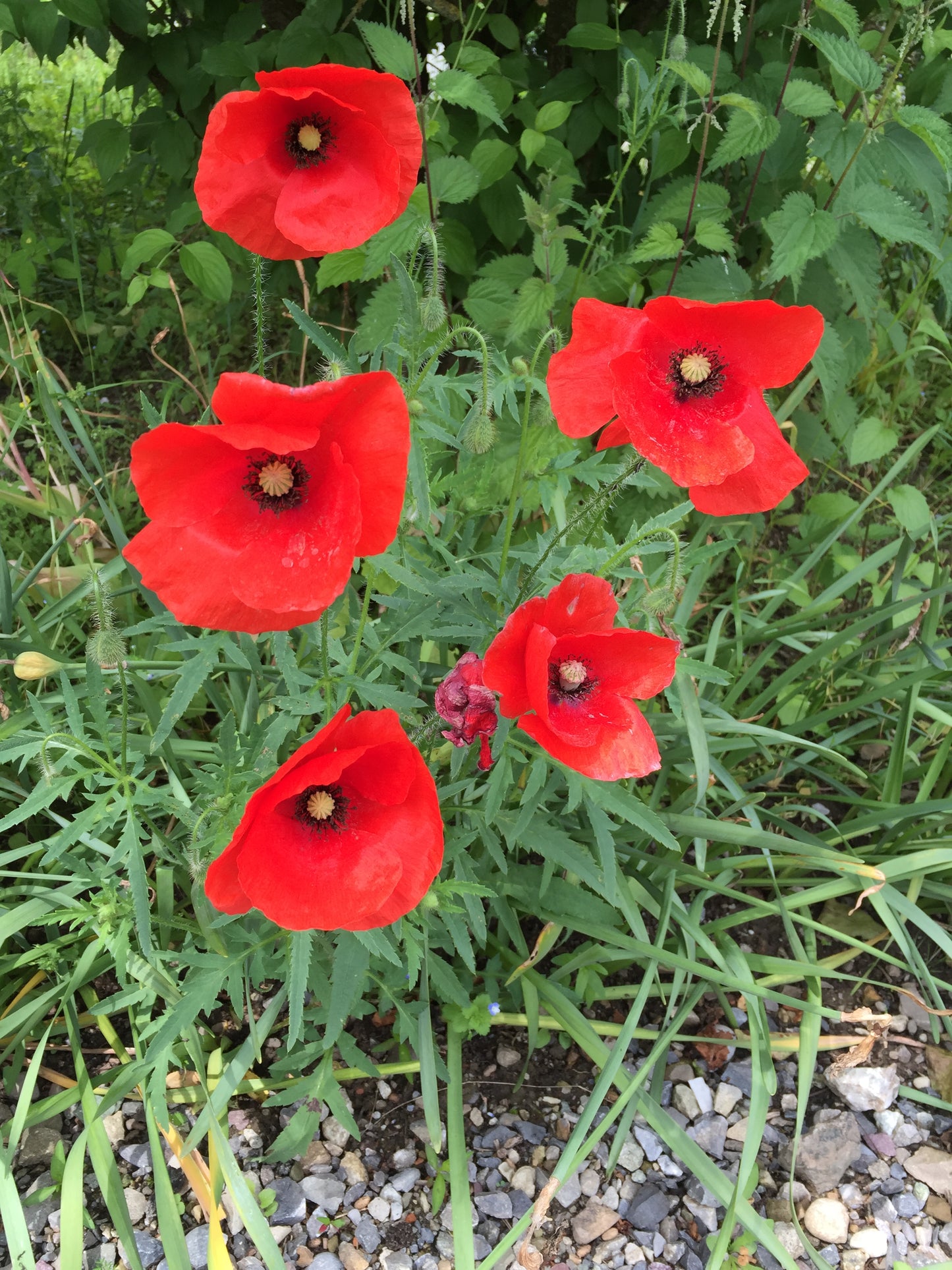 Klatschmohn