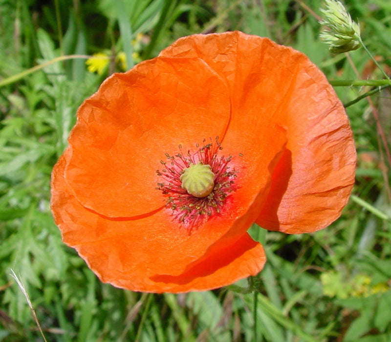 Klatschmohn