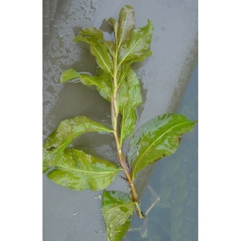 Glänzendes Laichkraut