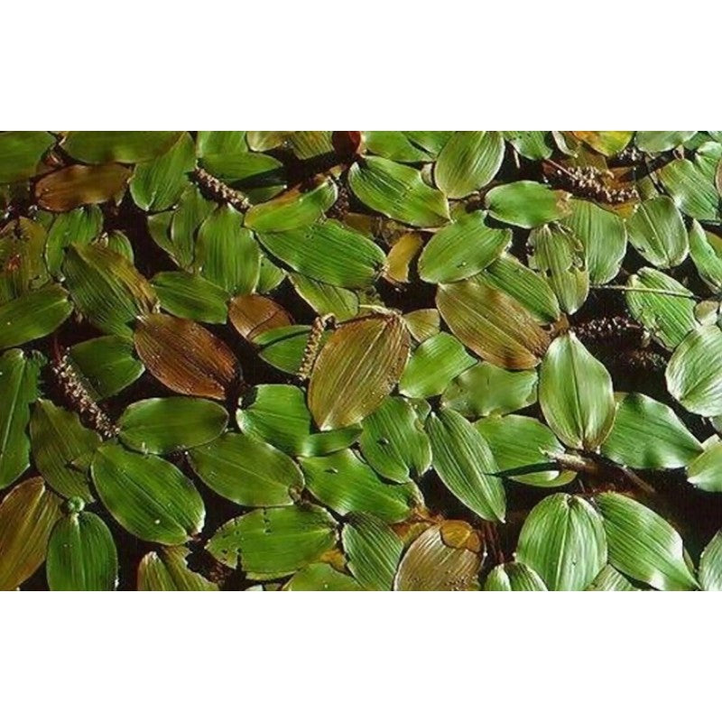 Schwimmendes Laichkraut