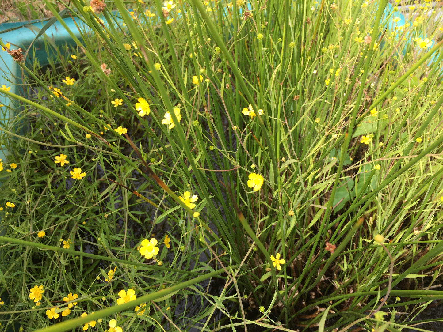 Flammender Hahnenfuss