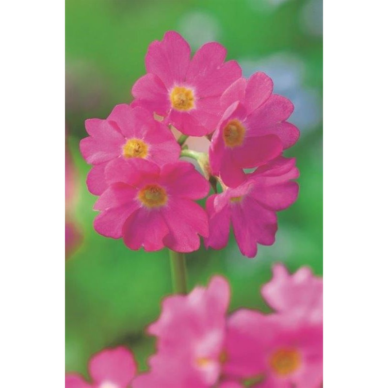 Rosenprimel