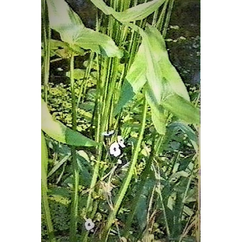 Gewöhnliches Pfeilkraut