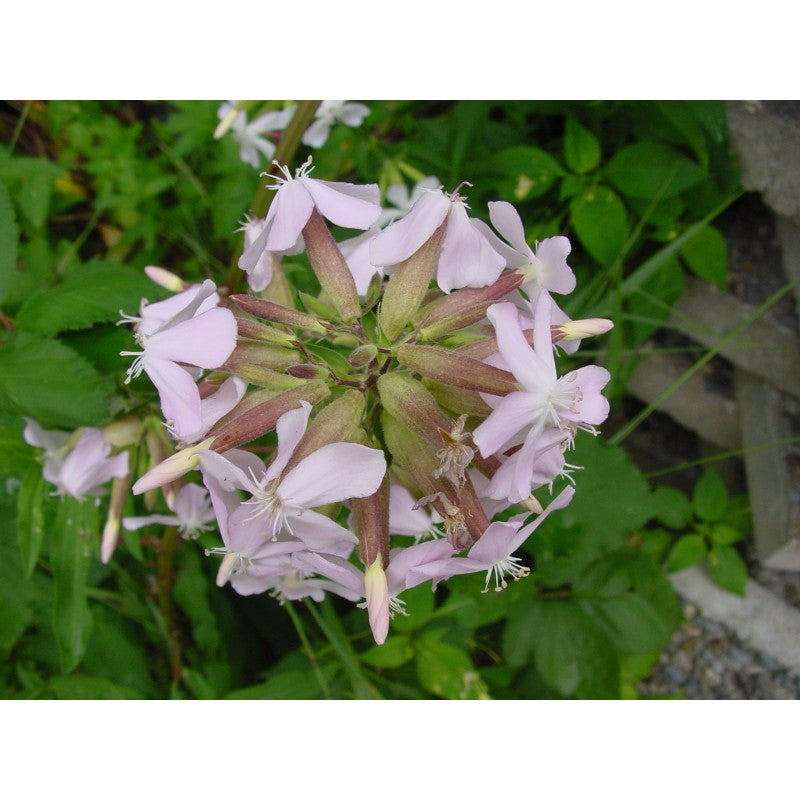 Echtes Seifenkraut