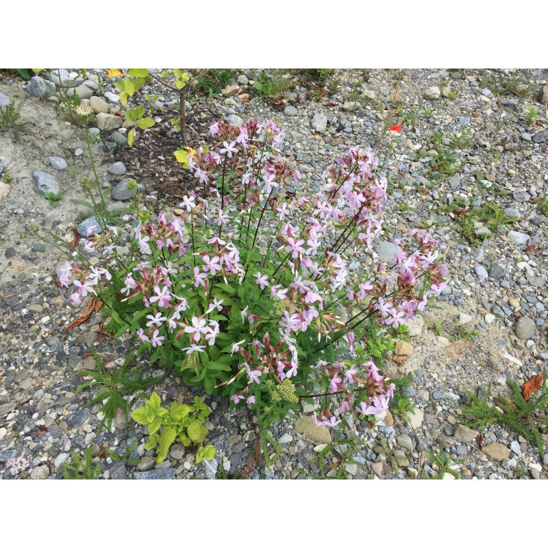 Echtes Seifenkraut