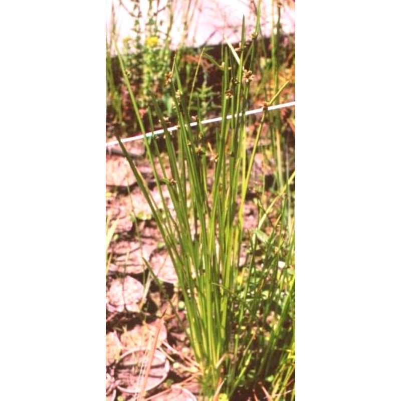 Stachelspitzige Teichbinse