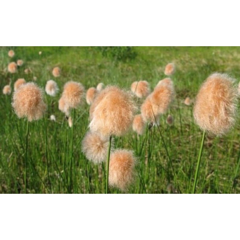 Sibirisches Wollgras