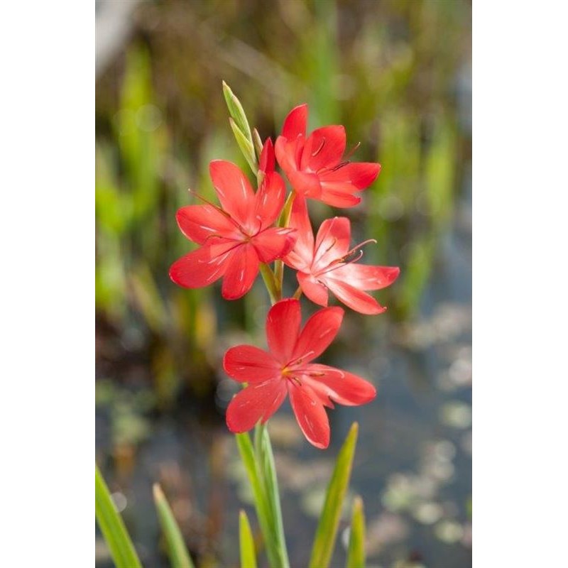Sumpfgladiole "Major"