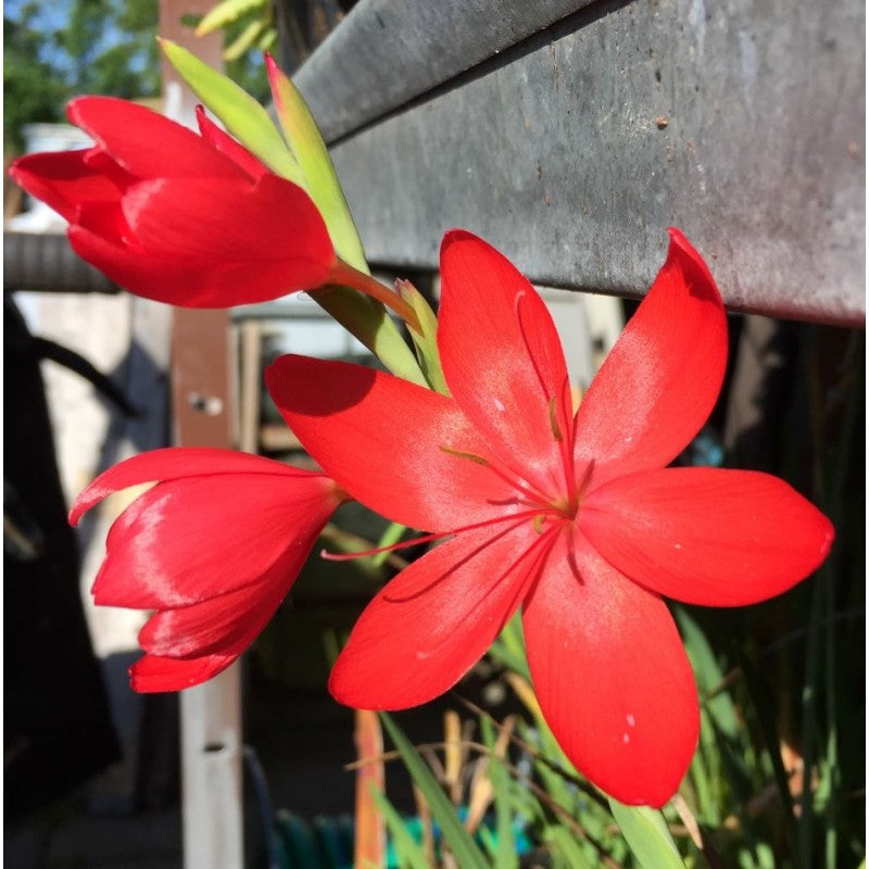 Sumpfgladiole "Major"