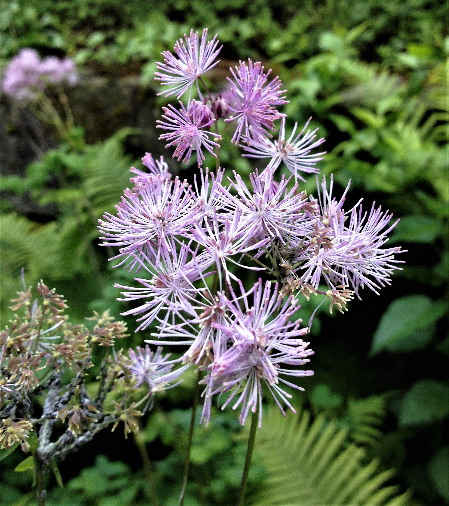 Akeleiblättrige Wiesenraute