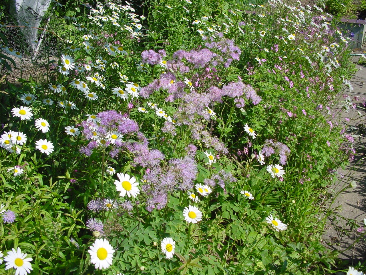 Akeleiblättrige Wiesenraute