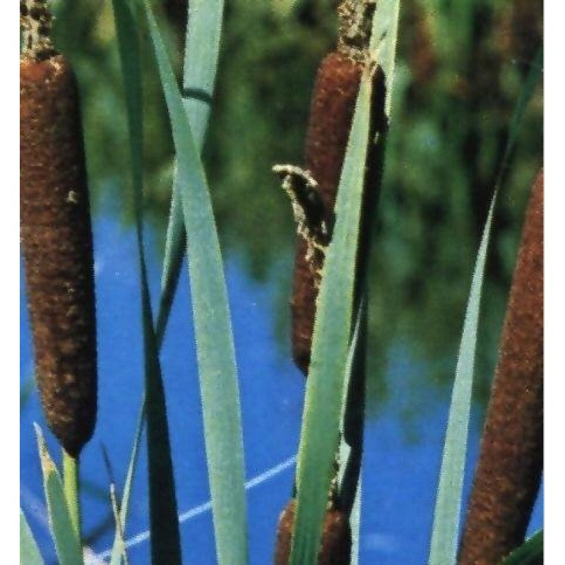 Breitblättriger Rohrkolben