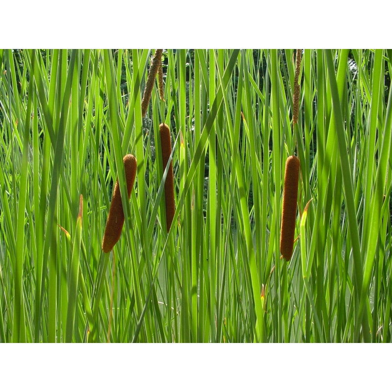 Schmalblättriger Rohrkolben