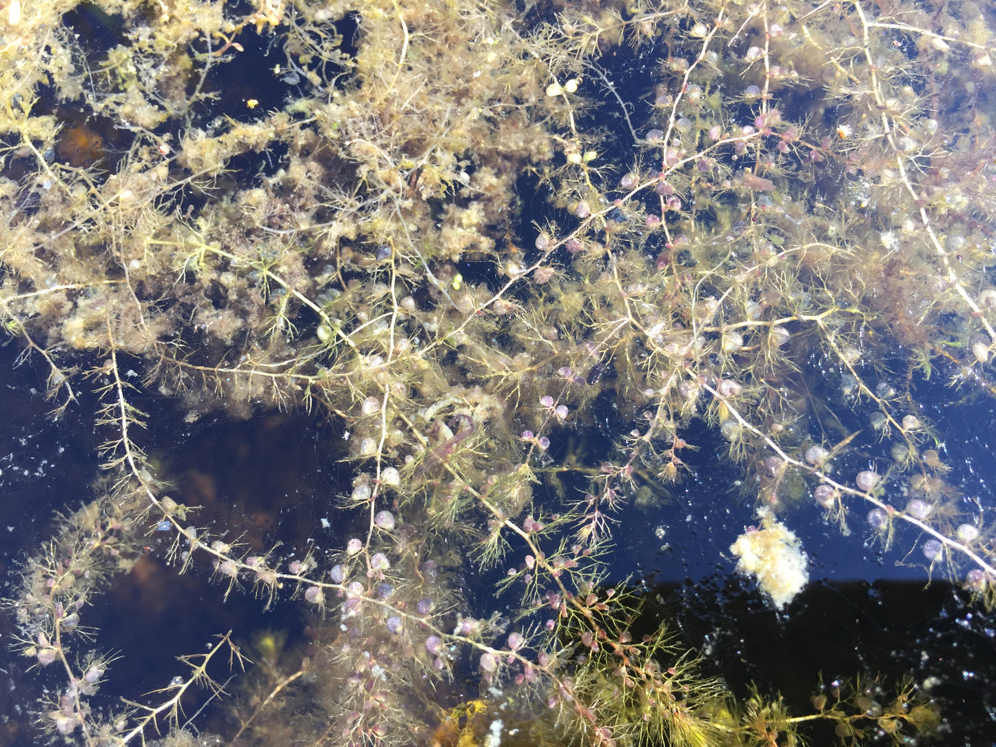 Gewöhnlicher Wasserschlauch