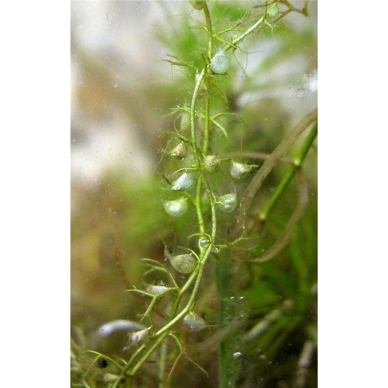 Kleiner Wasserschlauch